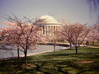 Cherry Blessoms Jefferson Memorial